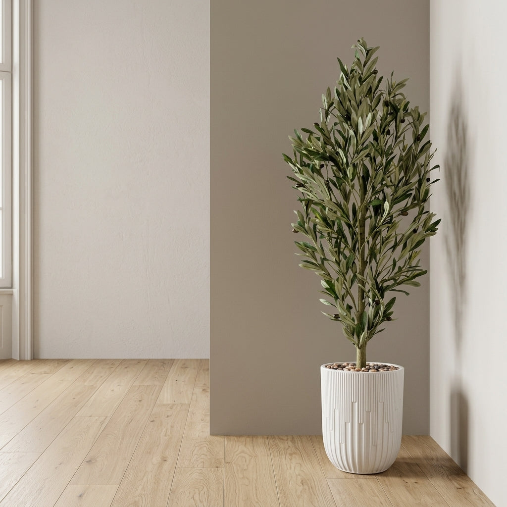 Olive Tree - White Pot - 145 cm