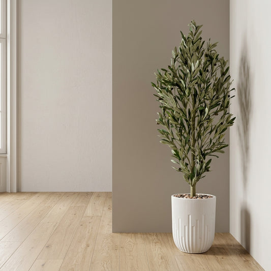 Olive Tree - White Pot - 145 cm