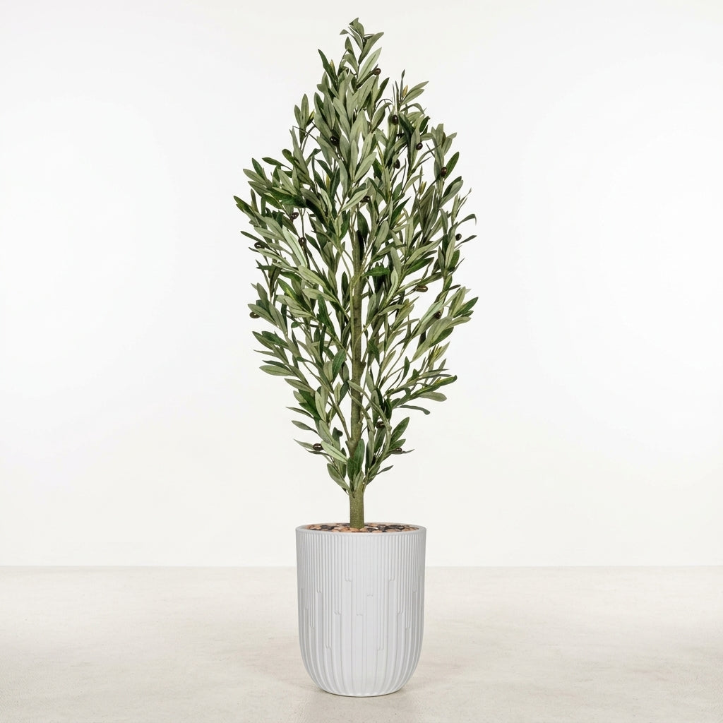 Olive Tree - White Pot - 145 cm