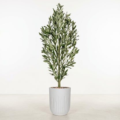 Olive Tree - White Pot - 145 cm