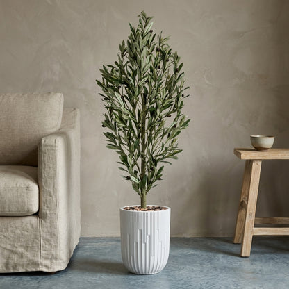 Olive Tree - White Pot - 145 cm