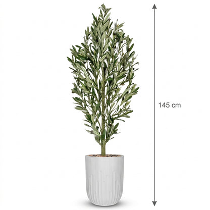 MSD-PLANT-7813-G1-1148-3-WHITE