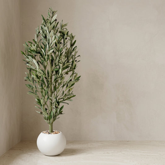 Olive Tree - White Pot - 130 cm