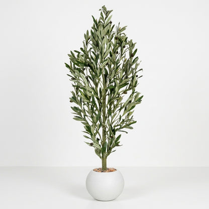 Olive Tree - White Pot - 130 cm