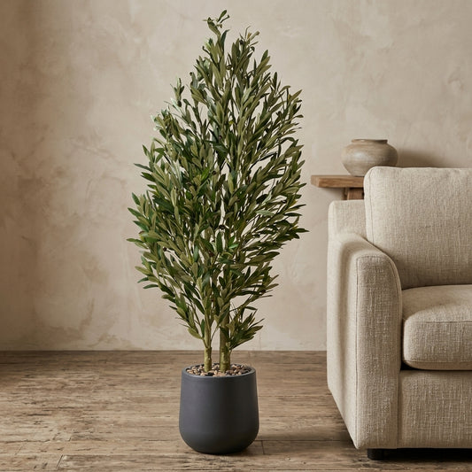 Olive Tree - Grey Pot - 155 cm