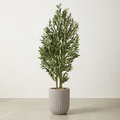 Olive Tree - Beige Pot - 165 cm