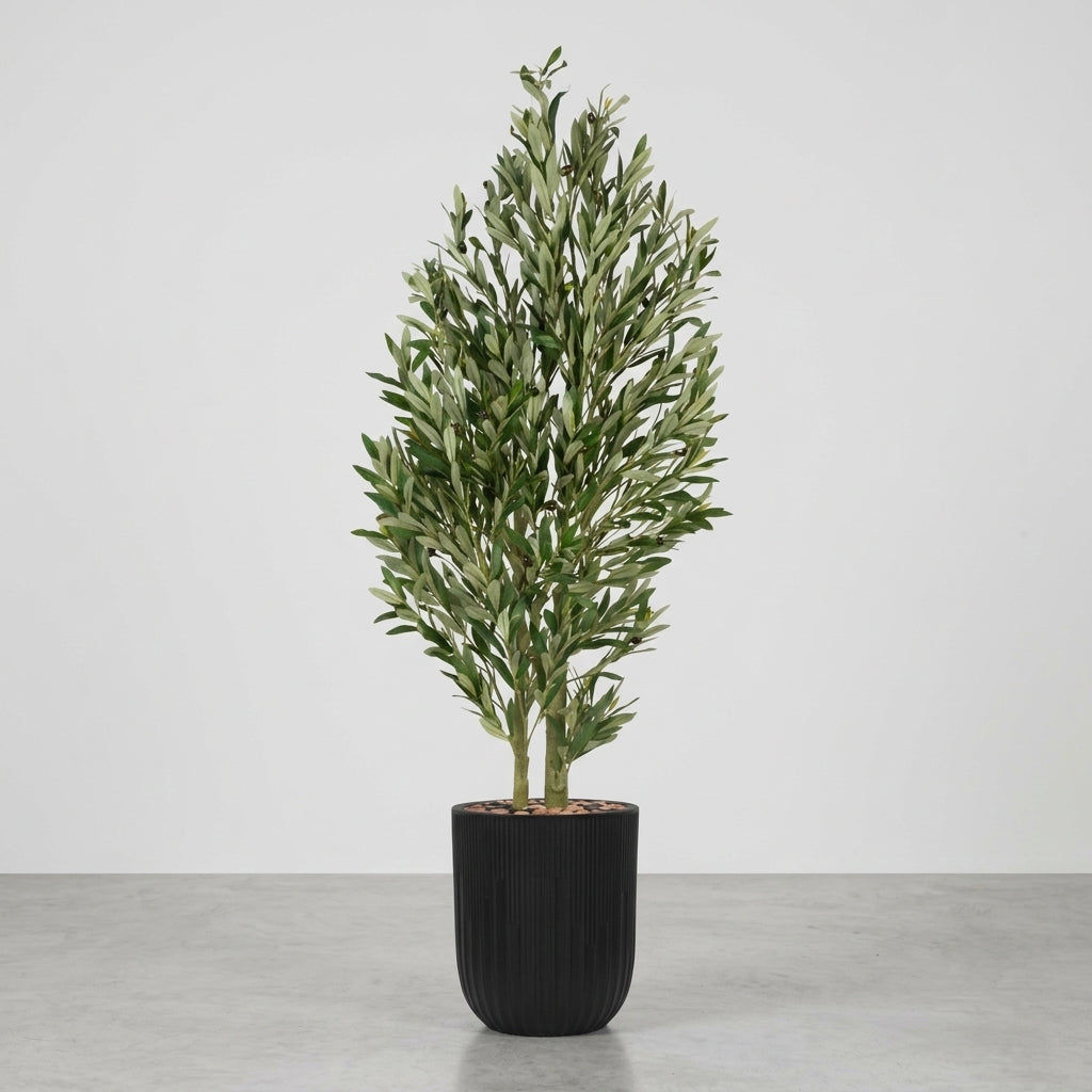 Olive Tree - Black Pot - 165 cm