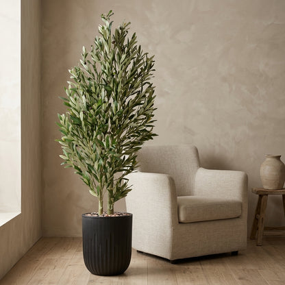 Olive Tree - Black Pot - 165 cm