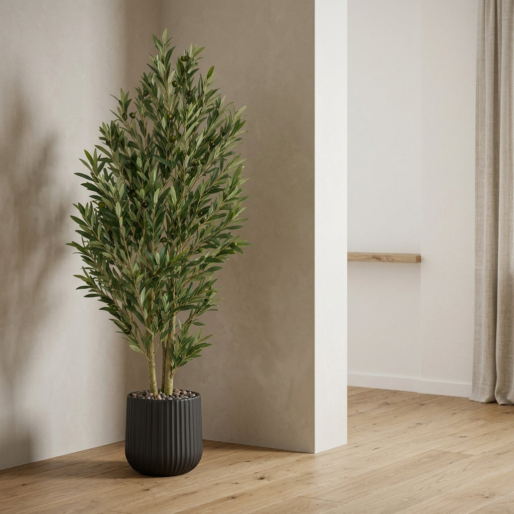 Olive Tree - Black Pot - 150 cm