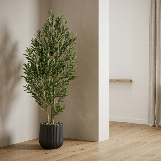 Olive Tree - Black Pot - 150 cm