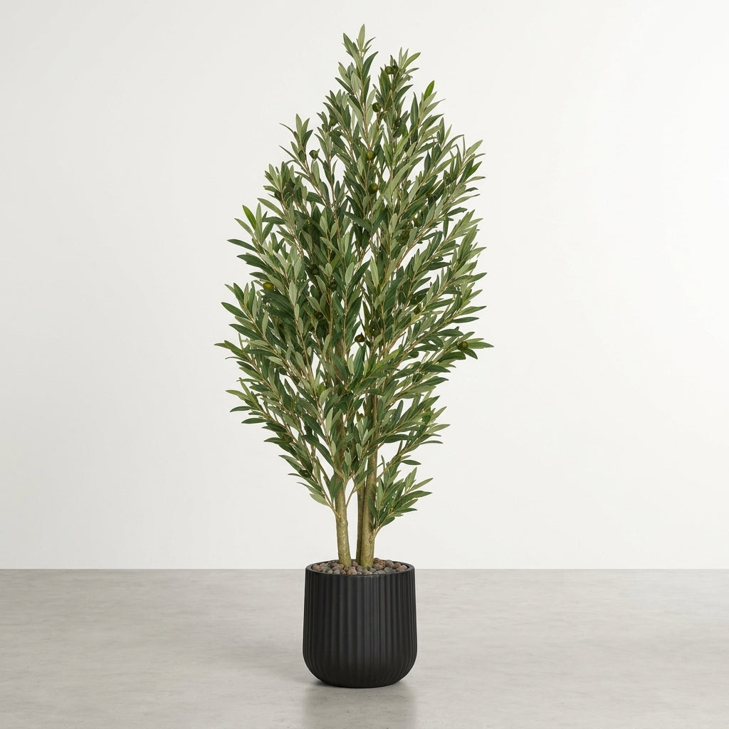 Olive Tree - Black Pot - 150 cm