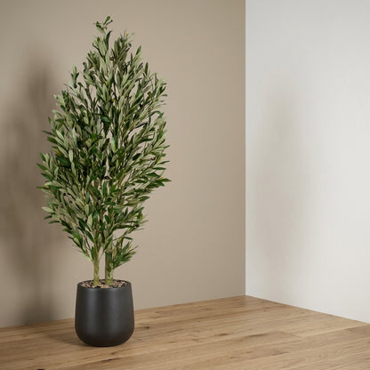 Olive Tree - Black Pot - 155 cm