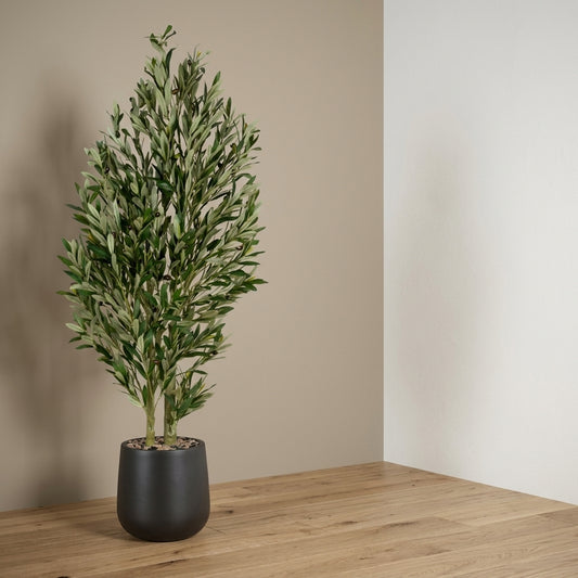 Olive Tree - Black Pot - 155 cm