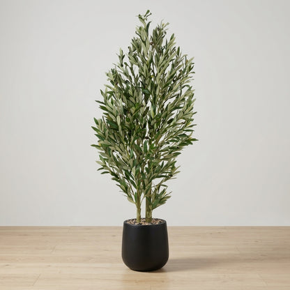 Olive Tree - Black Pot - 155 cm